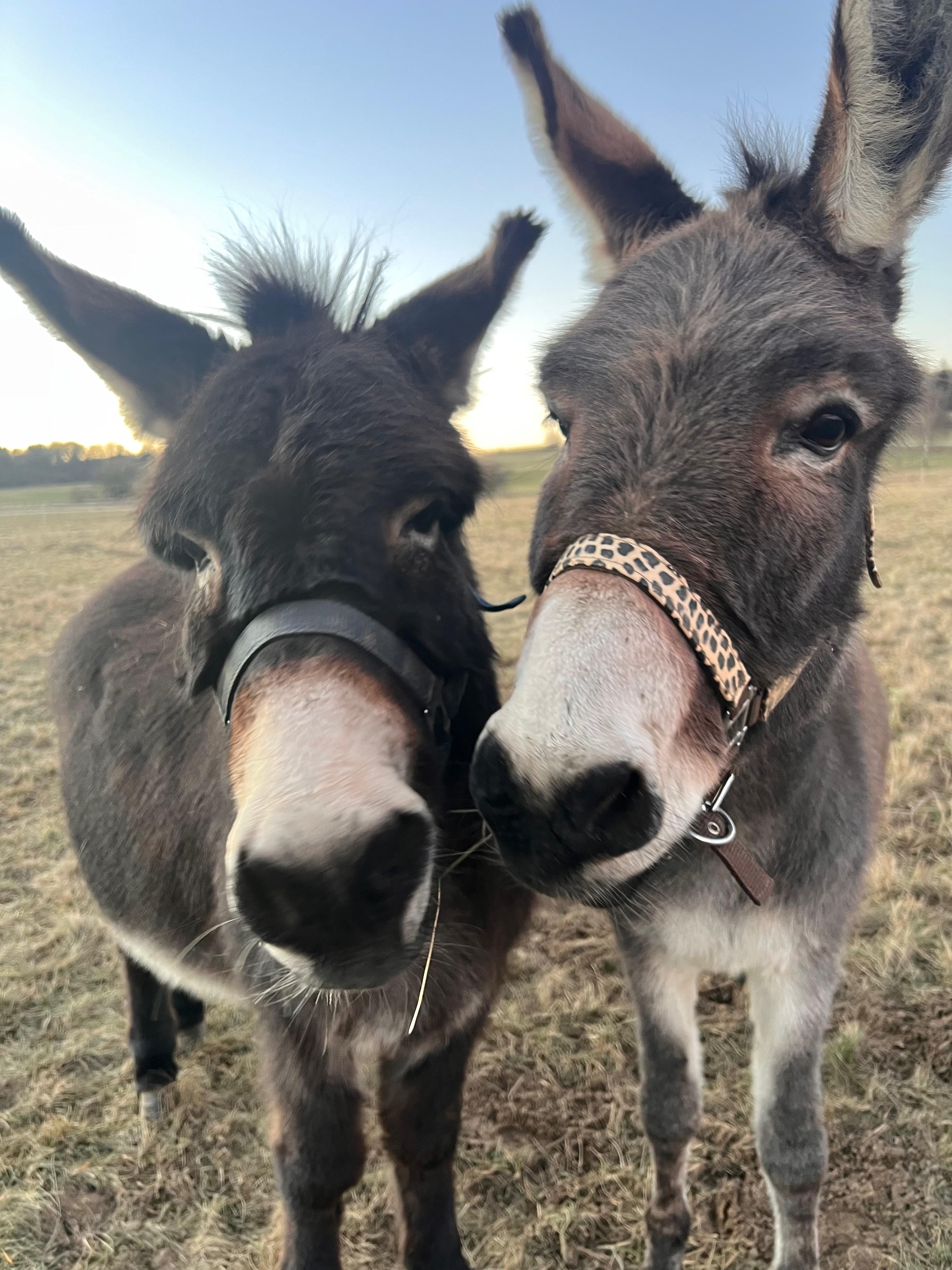 Gästehaus Galerie Bild 15